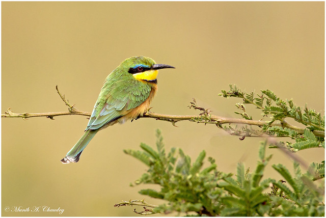 The Lovely Bee-eater!