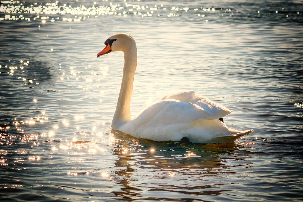 Source: wallboat.com/swan-in-lake/
This is a free image you can use it.More free Images @ wallboat.com All images are Public Domain/Free and you can use any where for any purpose without any permission.Even you can use for commercial purpose.

#animal #wallpaper #freephotos #freeimages #business #education #beauty #fashion #architecture #cars #food #drink #landscapes #nature #people #religion #travel #vacation #science #technology #communication #love #relation #beach
