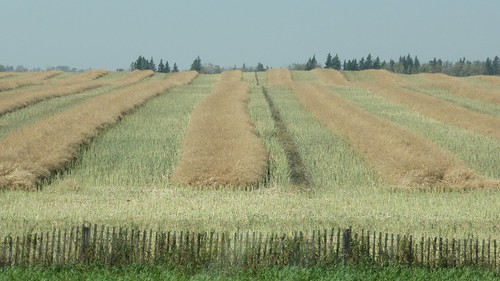fields farming lines cut