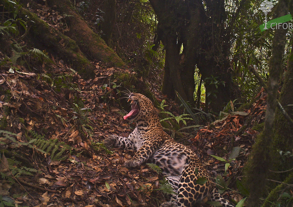 A Javan leopard caught on a camera trap in Gunung Halimun-Salak National Park, West Java, Indonesia. Photo courtesy of Center...