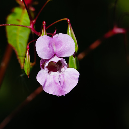 Pink: Himalayan balsam flower