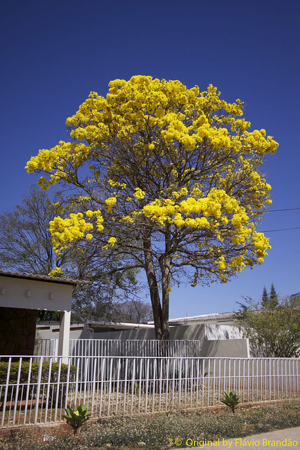 Série com o Ipê-amarelo em Brasília, Brasil - Series with the Trumpet tree, Golden Trumpet Tree, Pau D'arco or Tabebuia in Brasília, Brazil - 20-08-2017 – IMG_7495