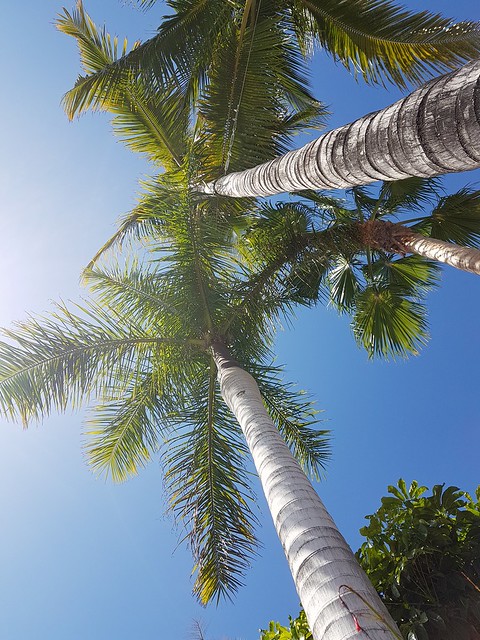 Palm trees, Teneryfa