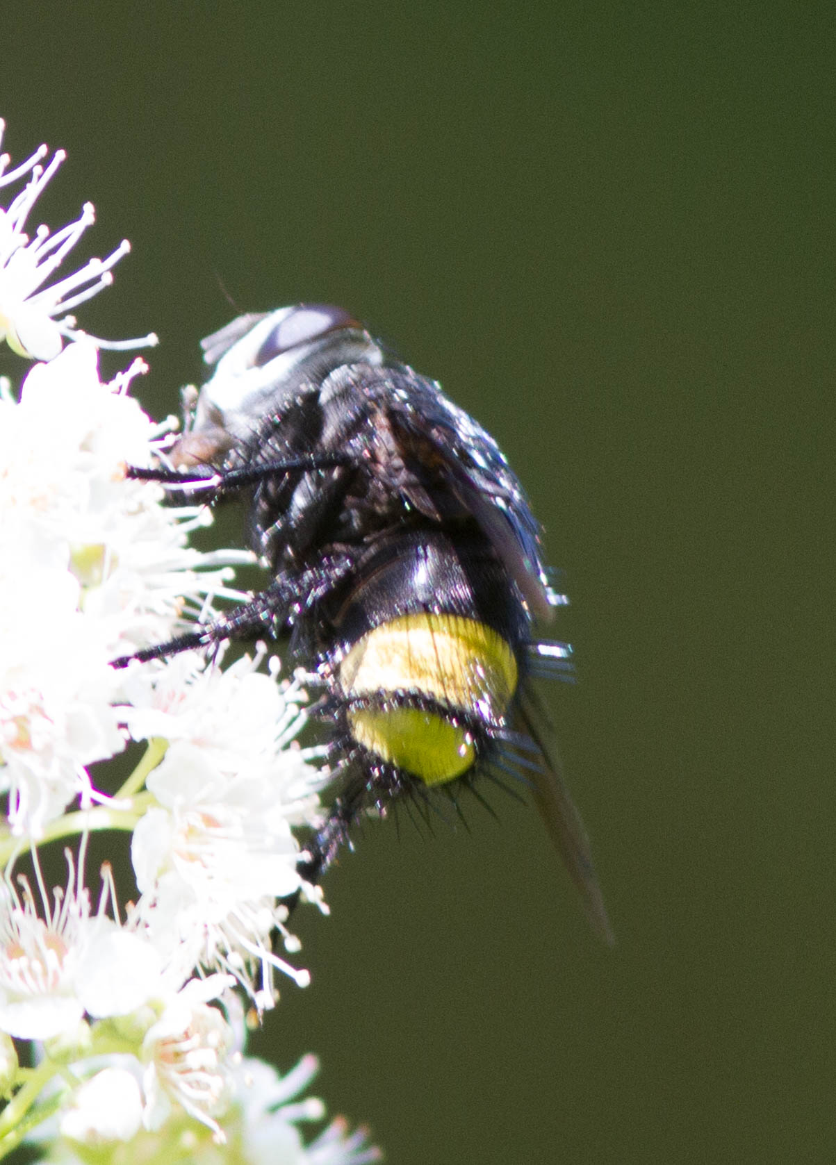 Belvosia