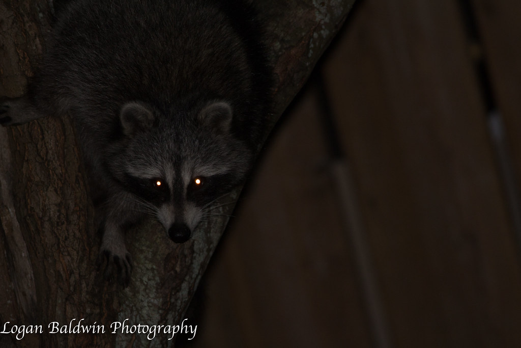 Raccoon In My Backyard Logan Baldwin Flickr