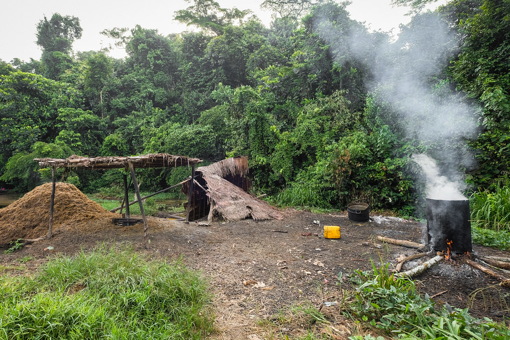Informal production of palm oil, Yangambi, DRC.
