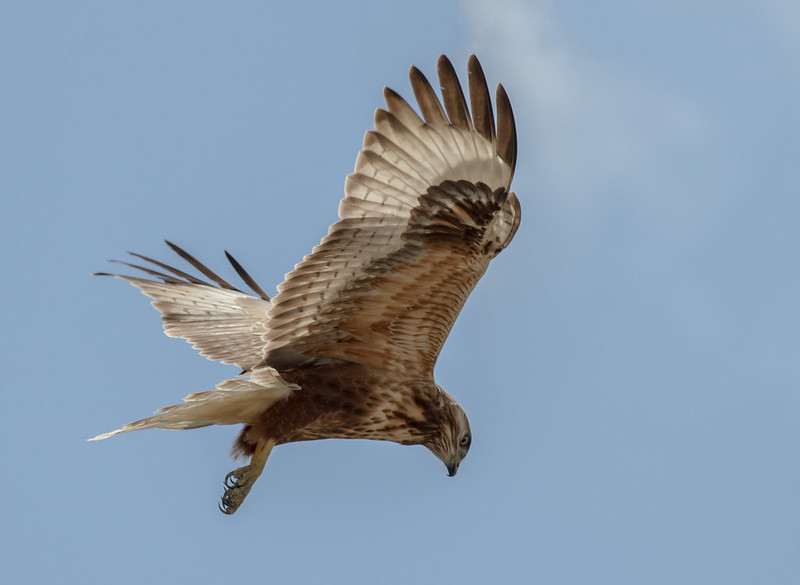 Long-legged Buzzard / Buteo rufinus photo call and song