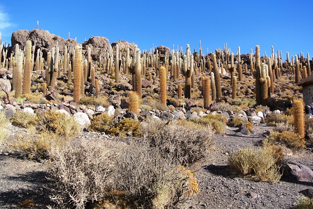 Bolivie: Salar d'Uyuni, île d’Incahuasi