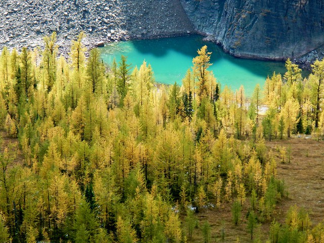 Taylor Lake / Panorama Ridge Larch Hike - Zoom shot of Emerald tarn and golden Alpine Larches