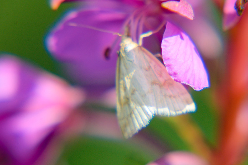 Pale moth on willowherb flower