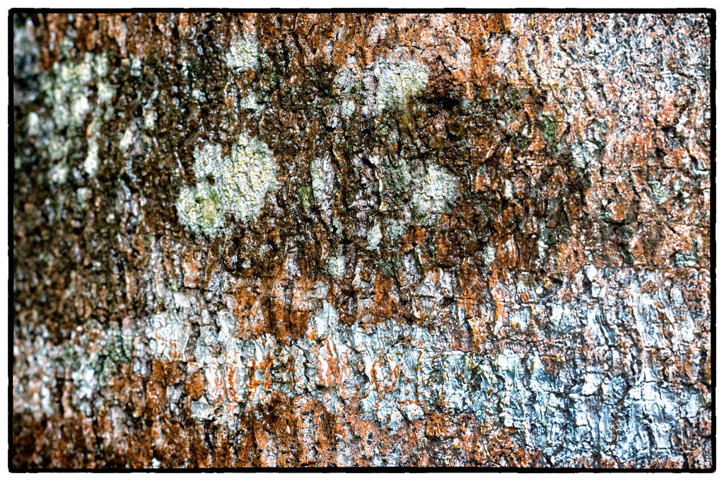 Close up of bark of a Hymenaea (Azucar Huayo) in the Unamat forest, Puerto Maldonado, Madre de Dios, Peru.