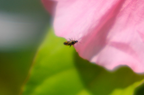 Garden hollyhock (and tiny beetle)
