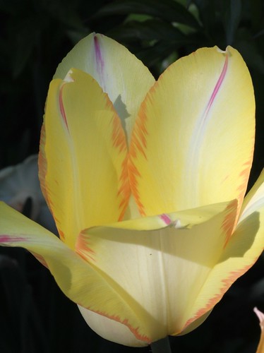 Tulipa - grands hybrides - tulipes chics et kitch (sections 1 à 11) 36046861840_194baec45d