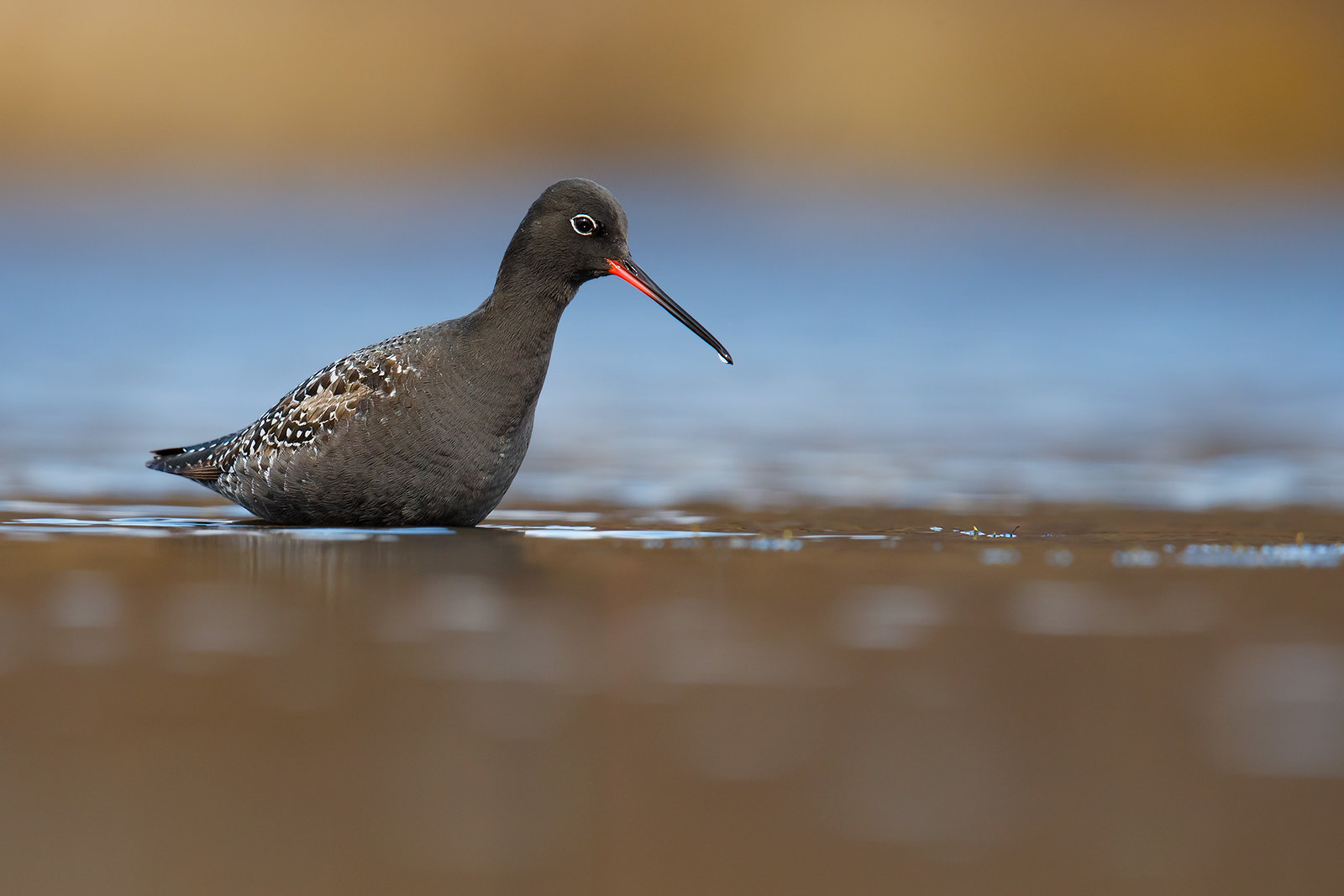 Tringa erythropus | Spotted Redshank | svartsnäppa