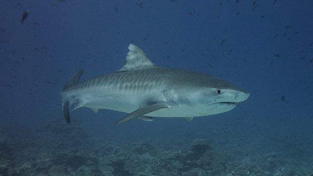 Tigerhaie (Galeocerdo cuvier)