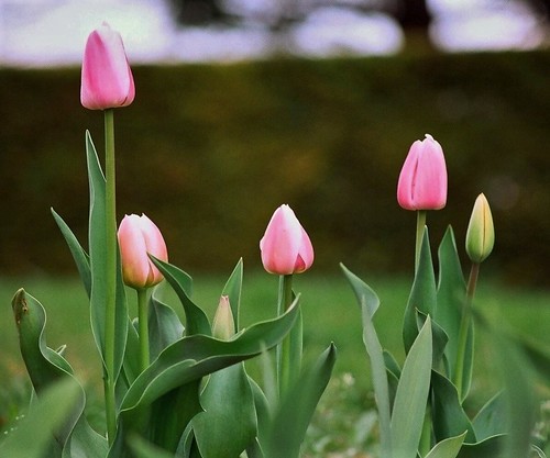 Tulipa - grands hybrides - tulipes chics et kitch (sections 1 à 11) 36306545771_ec64637679