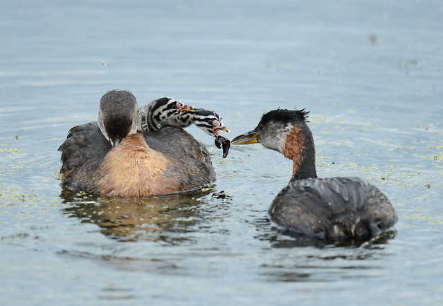 Grèbes jougris - Red-Necked Grebe