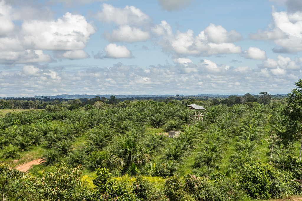 Oil palm plantation in San Martin, Peru.