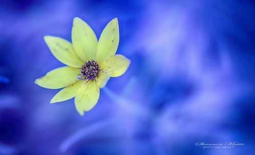 Electrifying contrasts | by shannon4462