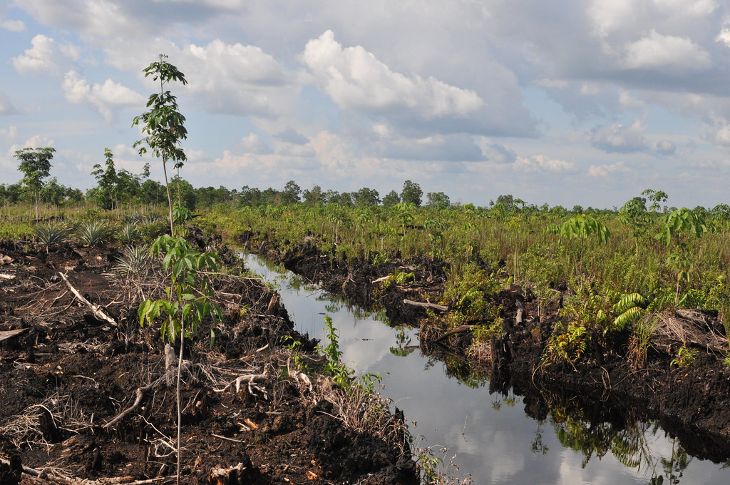 Cleared Peatland in Central Kalimantan.