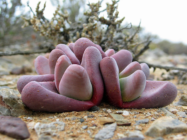 tanquana prismatica - E of skitterykloof, south africa 4