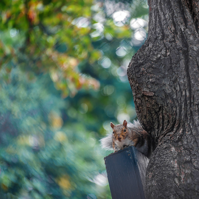 Squirrel in Boston Common