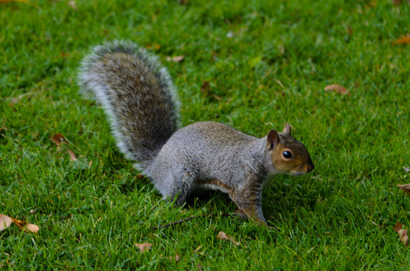 Squirrel on the alert, West Park