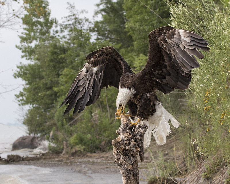 Canadian Raptor Conservatory | Flickr