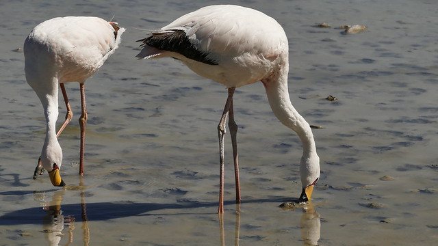 junge Flamingos