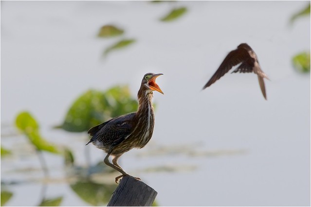 Green Heron Sparring with a Tree Swallow