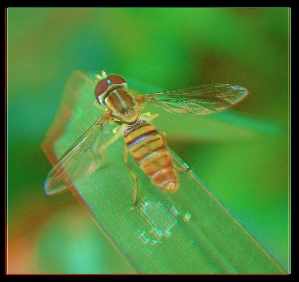 Hoverfly on Bent Blade 1 - Anaglyph 3D