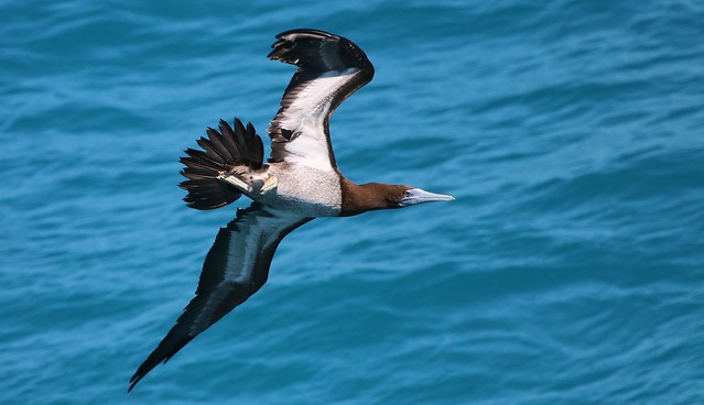 Brown Booby  (14)