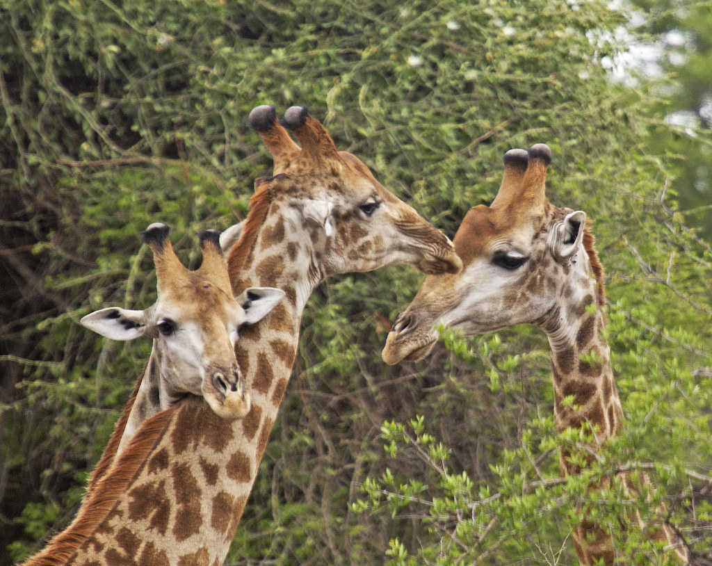 9512_Kruger Giraffe Trio