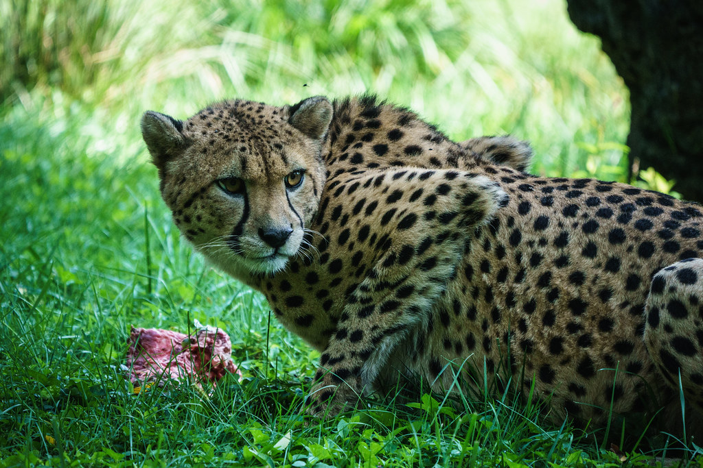 Cheetah Protective of Meal at National Zoo