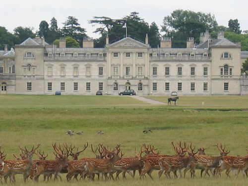 deer and private residence, woburn park 