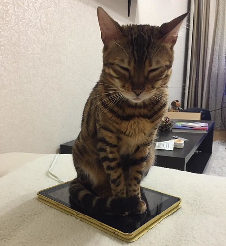 I'm waiting for imessage from my huparents 🐾❤️ ~ http://bit.ly/grow-your-cat-instagram | by simbathebengal2015