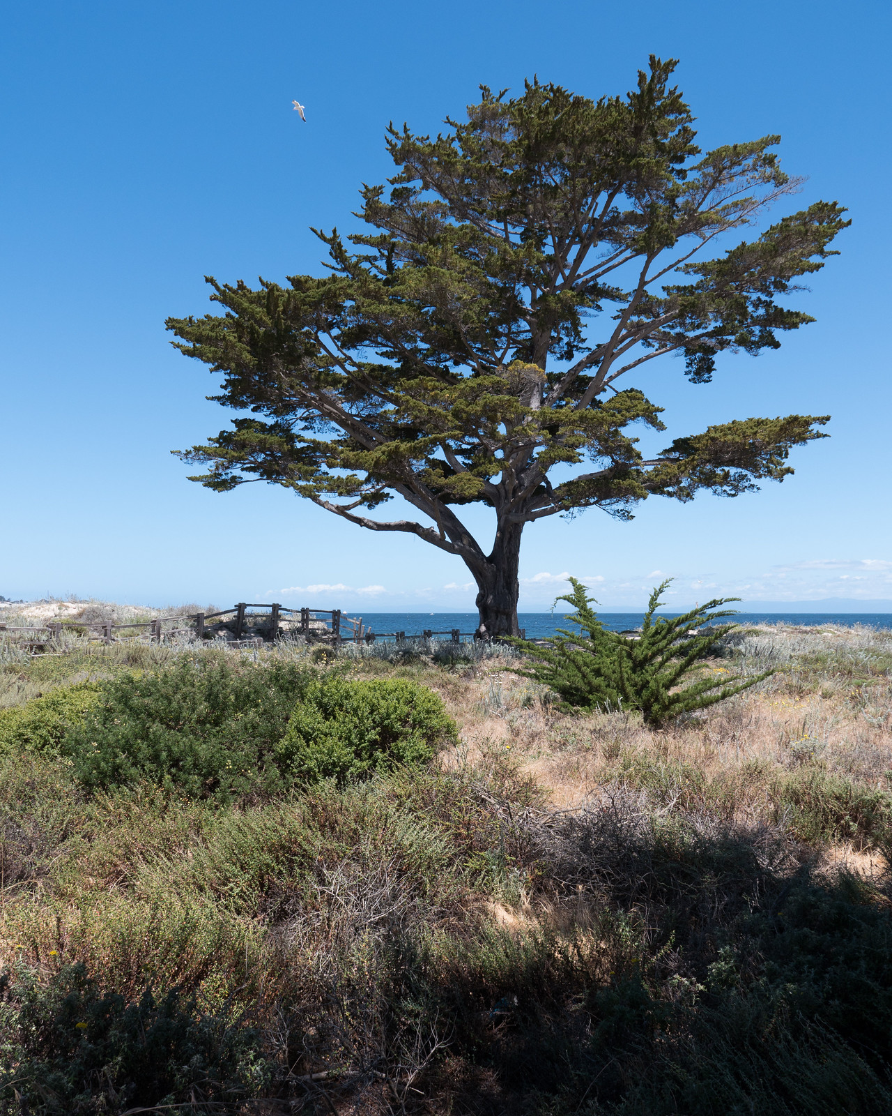 Monterey
