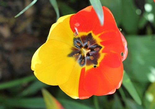 Tulipa - grands hybrides - tulipes chics et kitch (sections 1 à 11) 35608679864_ea0db08d59