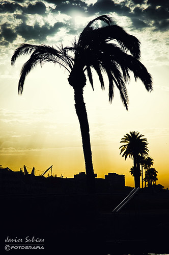 comaruga tarragona cataluña spain costa dorada playa beach mar sea mediterraneo palmeras palms sand arena sunrise amanecer sol sun sky cielo nubes clouds