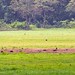 2017 - Arusha National Park - 033