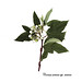 Flickr photo 'E20170909-0002—Cornus sericea ssp sericea—RPBG' by: John Rusk.