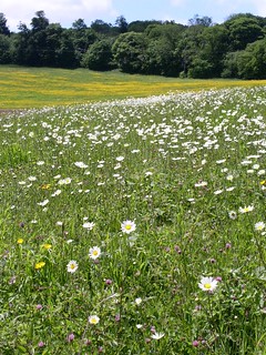 Oxe eye daisies in late May 