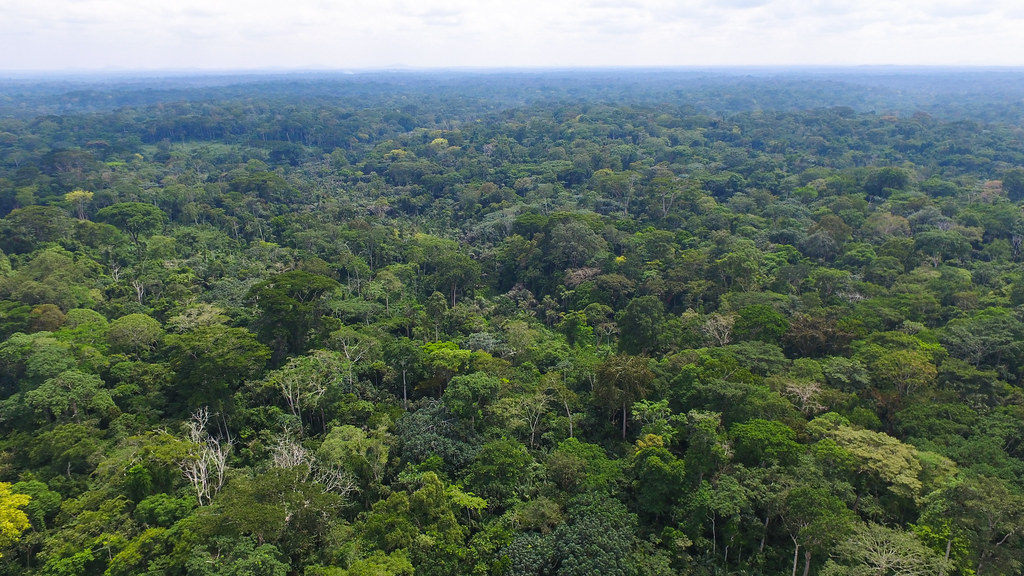 Aerial view of forest in East Cameroon.