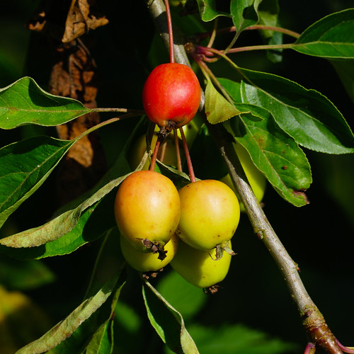 Red, yellow, green: crab apples ripening