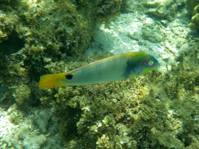 Threespot wrasse