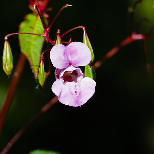Pink: Himalayan balsam flower