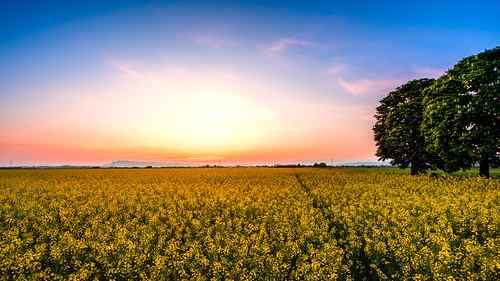 croatia tree zagreb field flowers landscape nature outdoor outside rapeseed spring sundown sunset wide yellow