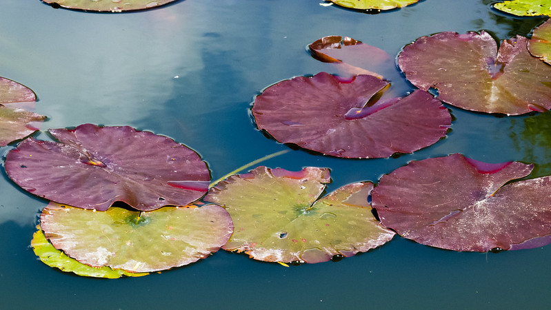 Red, green, blue: waterlily leaves