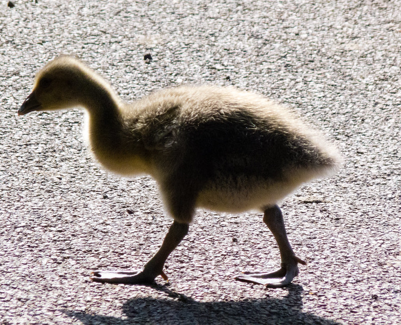 Goose-stepping gosling