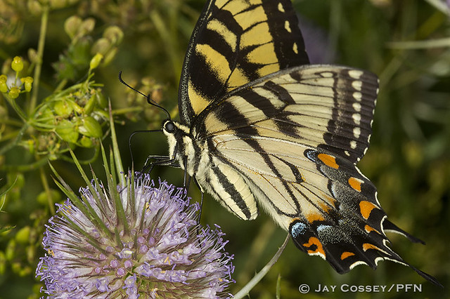 Eastern Tiger Swallowtail (Papilio glaucus) female R5256 Ashland Co, OH PFN